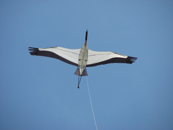 32- Grue cendree - Maxime Rousselle